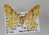  (Eois BurlaSullivan5234 - GeoCR 35492)  @14 [ ] Copyright (2010) Unspecified Institut fuer Spezielle Zoologie und Evolutionsbiologie, Friedrich-Schiller Universitat Jena