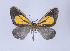  ( - Callipia-gb 0044)  @14 [ ] Copyright (2010) Unspecified Institut fuer Spezielle Zoologie und Evolutionsbiologie, Friedrich-Schiller Universitat Jena