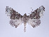  ( - ID 18354)  @14 [ ] Copyright (2010) Unspecified Institut fuer Spezielle Zoologie und Evolutionsbiologie, Friedrich-Schiller Universitat Jena