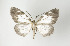  ( - ID 16790)  @14 [ ] Copyright (2010) LAZS Institut fuer Spezielle Zoologie und Evolutionsbiologie, Friedrich-Schiller Universitat Jena
