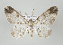  ( - ID 16850)  @15 [ ] Copyright (2010) Unspecified Institut fuer Spezielle Zoologie und Evolutionsbiologie, Friedrich-Schiller Universitat Jena