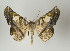  ( - ID 16956)  @12 [ ] Copyright (2010) Unspecified Institut fuer Spezielle Zoologie und Evolutionsbiologie, Friedrich-Schiller Universitat Jena