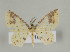  (Eois restrictata group - ID 16974)  @14 [ ] Copyright (2010) Unspecified Institut fuer Spezielle Zoologie und Evolutionsbiologie, Friedrich-Schiller Universitat Jena