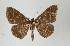  ( - ID 16983)  @13 [ ] Copyright (2010) Unspecified Institut fuer Spezielle Zoologie und Evolutionsbiologie, Friedrich-Schiller Universitat Jena
