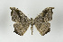  ( - ID 17007)  @13 [ ] Copyright (2010) Unspecified Institut fuer Spezielle Zoologie und Evolutionsbiologie, Friedrich-Schiller Universitat Jena