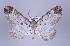  ( - ID 17036)  @14 [ ] Copyright (2010) Unspecified Institut fuer Spezielle Zoologie und Evolutionsbiologie, Friedrich-Schiller Universitat Jena