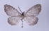  ( - ID 17039)  @14 [ ] Copyright (2010) Unspecified Institut fuer Spezielle Zoologie und Evolutionsbiologie, Friedrich-Schiller Universitat Jena