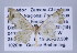  ( - ID 17043)  @13 [ ] Copyright (2010) Unspecified Institut fuer Spezielle Zoologie und Evolutionsbiologie, Friedrich-Schiller Universitat Jena