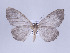  ( - ID 17076)  @14 [ ] Copyright (2010) Unspecified Institut fuer Spezielle Zoologie und Evolutionsbiologie, Friedrich-Schiller Universitat Jena