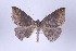  ( - ID 17077)  @13 [ ] Copyright (2010) Unspecified Institut fuer Spezielle Zoologie und Evolutionsbiologie, Friedrich-Schiller Universitat Jena