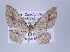  (Eois hocica group - ID 17100)  @14 [ ] Copyright (2010) Unspecified Institut fuer Spezielle Zoologie und Evolutionsbiologie, Friedrich-Schiller Universitat Jena