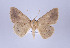  ( - ID 17128)  @13 [ ] Copyright (2010) Unspecified Institut fuer Spezielle Zoologie und Evolutionsbiologie, Friedrich-Schiller Universitat Jena