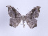  ( - ID 17130)  @12 [ ] Copyright (2010) Unspecified Institut fuer Spezielle Zoologie und Evolutionsbiologie, Friedrich-Schiller Universitat Jena