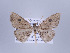  ( - ID 17157)  @14 [ ] Copyright (2010) Unspecified Institut fuer Spezielle Zoologie und Evolutionsbiologie, Friedrich-Schiller Universitat Jena