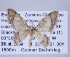  (Idaea nr. iridaria - ID 17166)  @13 [ ] Copyright (2010) Unspecified Institut fuer Spezielle Zoologie und Evolutionsbiologie, Friedrich-Schiller Universitat Jena
