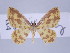  ( - ID 17187)  @11 [ ] Copyright (2010) Unspecified Institut fuer Spezielle Zoologie und Evolutionsbiologie, Friedrich-Schiller Universitat Jena
