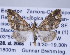  (Psaliodes nr. cedaza - ID 17191)  @14 [ ] Copyright (2010) Unspecified Institut fuer Spezielle Zoologie und Evolutionsbiologie, Friedrich-Schiller Universitat Jena
