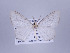  ( - ID 17197)  @14 [ ] Copyright (2010) Unspecified Institut fuer Spezielle Zoologie und Evolutionsbiologie, Friedrich-Schiller Universitat Jena