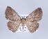  ( - ID 17230)  @13 [ ] Copyright (2010) Unspecified Institut fuer Spezielle Zoologie und Evolutionsbiologie, Friedrich-Schiller Universitat Jena