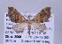  (Psaliodes nr. oleagina - ID 17306)  @12 [ ] Copyright (2010) Unspecified Institut fuer Spezielle Zoologie und Evolutionsbiologie, Friedrich-Schiller Universitat Jena