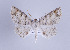  ( - ID 17332)  @14 [ ] Copyright (2010) Unspecified Institut fuer Spezielle Zoologie und Evolutionsbiologie, Friedrich-Schiller Universitat Jena