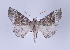  ( - ID 17342)  @14 [ ] Copyright (2010) Unspecified Institut fuer Spezielle Zoologie und Evolutionsbiologie, Friedrich-Schiller Universitat Jena