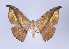  ( - ID 17343)  @14 [ ] Copyright (2010) Unspecified Institut fuer Spezielle Zoologie und Evolutionsbiologie, Friedrich-Schiller Universitat Jena