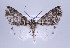  ( - ID 17353)  @14 [ ] Copyright (2010) Unspecified Institut fuer Spezielle Zoologie und Evolutionsbiologie, Friedrich-Schiller Universitat Jena