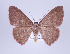  ( - ID 17356)  @14 [ ] Copyright (2010) Unspecified Institut fuer Spezielle Zoologie und Evolutionsbiologie, Friedrich-Schiller Universitat Jena