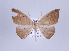  (Patalene nr. hamulata - ID 17359)  @14 [ ] Copyright (2010) Unspecified Institut fuer Spezielle Zoologie und Evolutionsbiologie, Friedrich-Schiller Universitat Jena