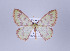  (Nemoria roseilinearia - ID 17407)  @14 [ ] Copyright (2010) Unspecified Institut fuer Spezielle Zoologie und Evolutionsbiologie, Friedrich-Schiller Universitat Jena