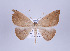  ( - ID 17408)  @14 [ ] Copyright (2010) Unspecified Institut fuer Spezielle Zoologie und Evolutionsbiologie, Friedrich-Schiller Universitat Jena