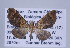 ( - ID 17410)  @13 [ ] Copyright (2010) Unspecified Institut fuer Spezielle Zoologie und Evolutionsbiologie, Friedrich-Schiller Universitat Jena
