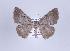  ( - ID 17424)  @14 [ ] Copyright (2010) Unspecified Institut fuer Spezielle Zoologie und Evolutionsbiologie, Friedrich-Schiller Universitat Jena