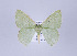  ( - ID 17454)  @14 [ ] Copyright (2010) Unspecified Institut fuer Spezielle Zoologie und Evolutionsbiologie, Friedrich-Schiller Universitat Jena