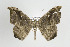  ( - ID 17461)  @13 [ ] Copyright (2010) Unspecified Institut fuer Spezielle Zoologie und Evolutionsbiologie, Friedrich-Schiller Universitat Jena