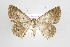 (Sabulodes boarmidaria - ID 17464)  @15 [ ] Copyright (2010) Unspecified Institut fuer Spezielle Zoologie und Evolutionsbiologie, Friedrich-Schiller Universitat Jena