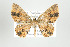  (Eois nr. nigrosticta - ID 17468)  @14 [ ] Copyright (2010) Unspecified Institut fuer Spezielle Zoologie und Evolutionsbiologie, Friedrich-Schiller Universitat Jena