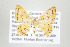  (Eois nr. lucivittata - ID 17481)  @14 [ ] Copyright (2010) Unspecified Institut fuer Spezielle Zoologie und Evolutionsbiologie, Friedrich-Schiller Universitat Jena