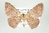  ( - ID 17503)  @13 [ ] Copyright (2010) Unspecified Institut fuer Spezielle Zoologie und Evolutionsbiologie, Friedrich-Schiller Universitat Jena