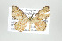  (Haemalea - ID 17504)  @15 [ ] Copyright (2010) Unspecified Institut fuer Spezielle Zoologie und Evolutionsbiologie, Friedrich-Schiller Universitat Jena