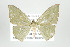  (Zalissolepis - ID 17522)  @14 [ ] Copyright (2010) Unspecified Institut fuer Spezielle Zoologie und Evolutionsbiologie, Friedrich-Schiller Universitat Jena