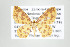  (Eois nr. russearia - ID 17525)  @14 [ ] Copyright (2010) Unspecified Institut fuer Spezielle Zoologie und Evolutionsbiologie, Friedrich-Schiller Universitat Jena