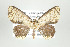  (Semaeopus semibrunnea - ID 17541)  @14 [ ] Copyright (2010) Unspecified Institut fuer Spezielle Zoologie und Evolutionsbiologie, Friedrich-Schiller Universitat Jena