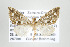  (Psaliodes cedaza group - ID 17575)  @14 [ ] Copyright (2010) Unspecified Institut fuer Spezielle Zoologie und Evolutionsbiologie, Friedrich-Schiller Universitat Jena