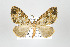  (Psaliodes castanea group - ID 17615)  @14 [ ] Copyright (2010) Unspecified Institut fuer Spezielle Zoologie und Evolutionsbiologie, Friedrich-Schiller Universitat Jena