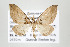  (Psaliodes nr. semirasa - ID 17626)  @14 [ ] Copyright (2010) Unspecified Institut fuer Spezielle Zoologie und Evolutionsbiologie, Friedrich-Schiller Universitat Jena
