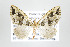  (Psaliodes nr. planiplaga - ID 17652)  @14 [ ] Copyright (2010) Unspecified Institut fuer Spezielle Zoologie und Evolutionsbiologie, Friedrich-Schiller Universitat Jena