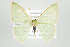  (Nemoria nigrisquama - ID 17689)  @14 [ ] Copyright (2010) Unspecified Institut fuer Spezielle Zoologie und Evolutionsbiologie, Friedrich-Schiller Universitat Jena