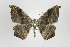  ( - ID 17743)  @13 [ ] Copyright (2010) Unspecified Institut fuer Spezielle Zoologie und Evolutionsbiologie, Friedrich-Schiller Universitat Jena